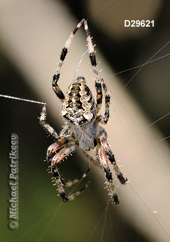 Araneus nordmanni